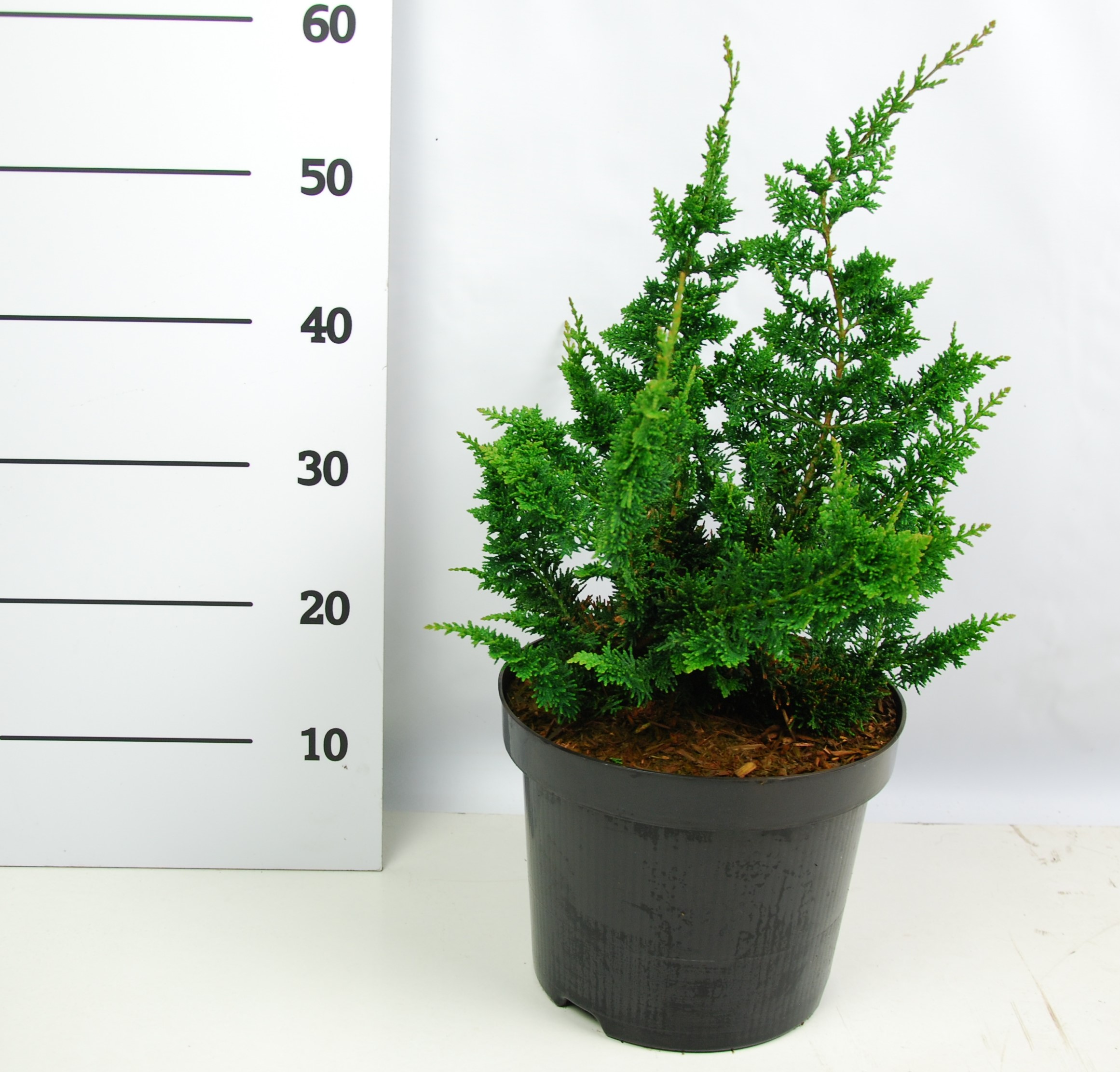 Кипарисовик туполистный Уайт Пигми